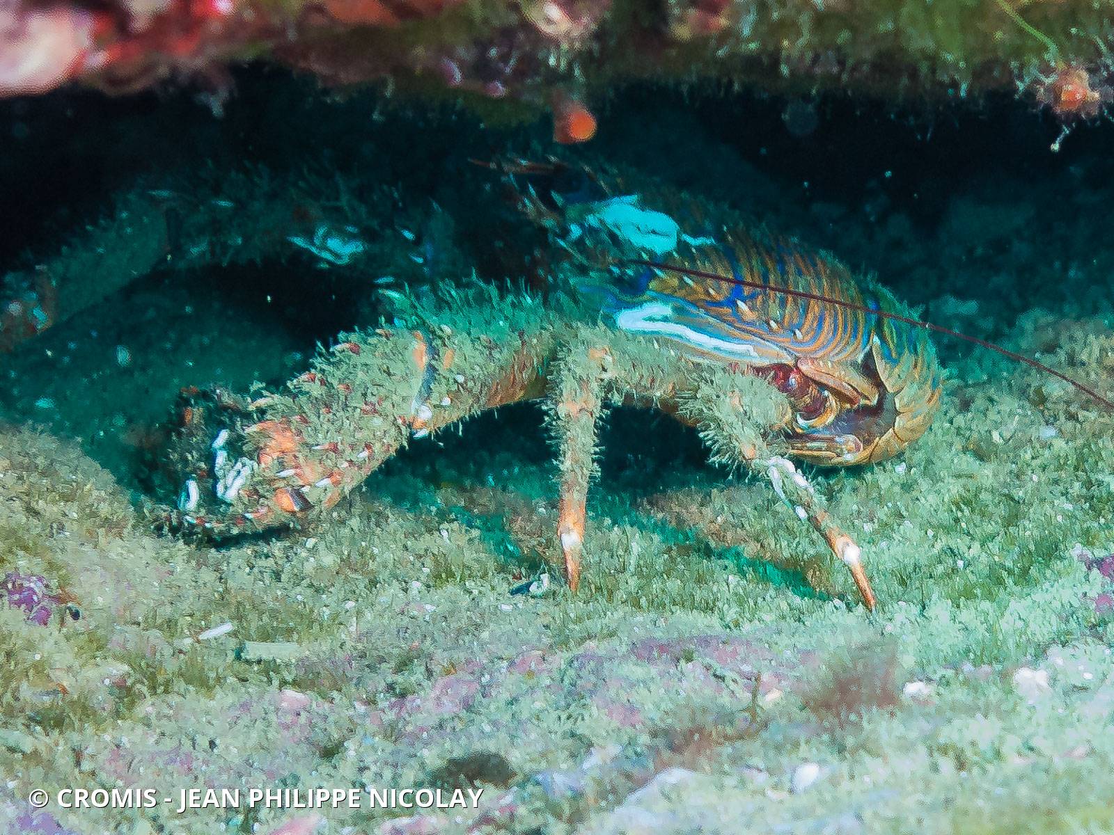 Galathée bicolore