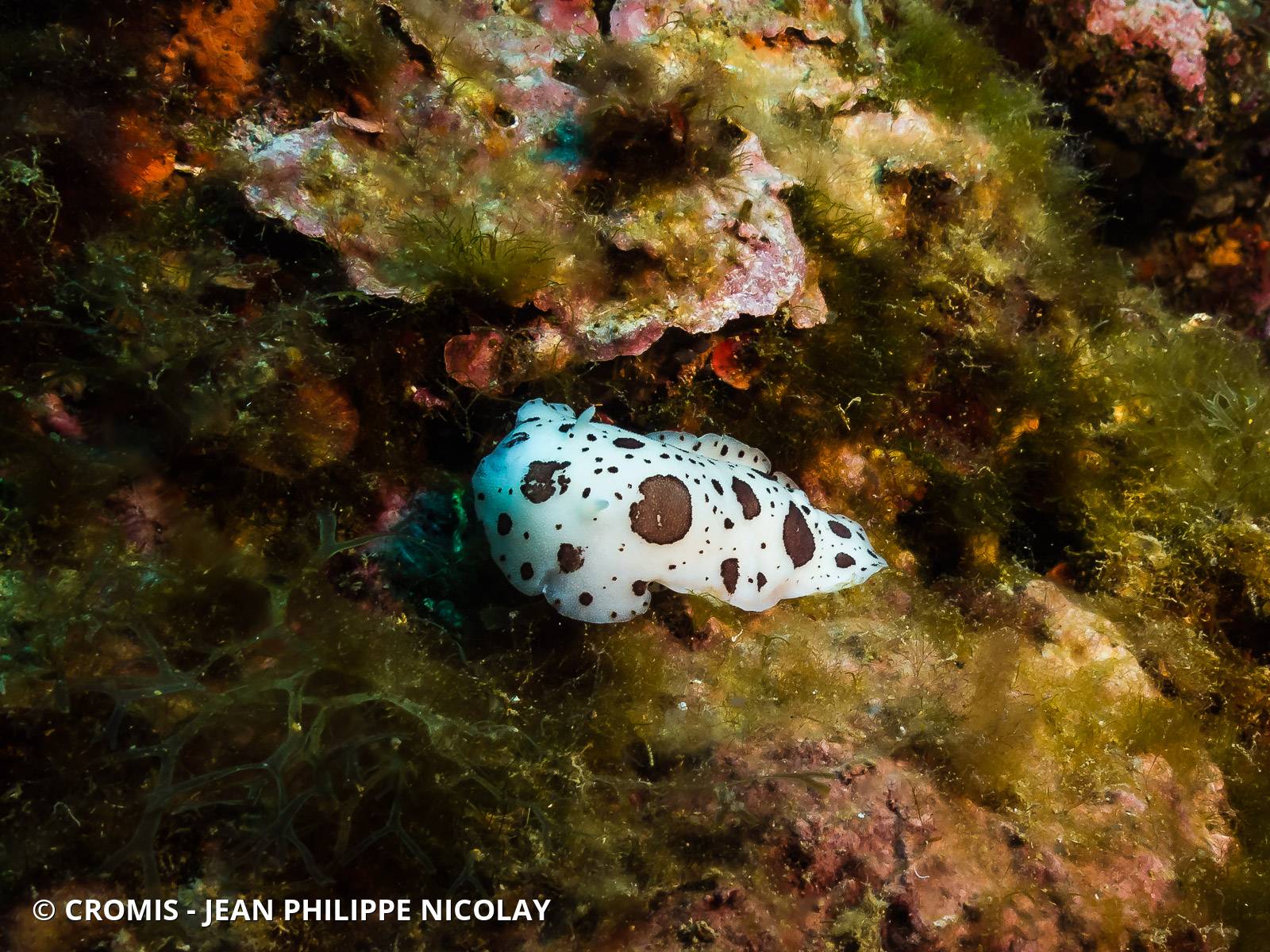 Doris dalmatienne