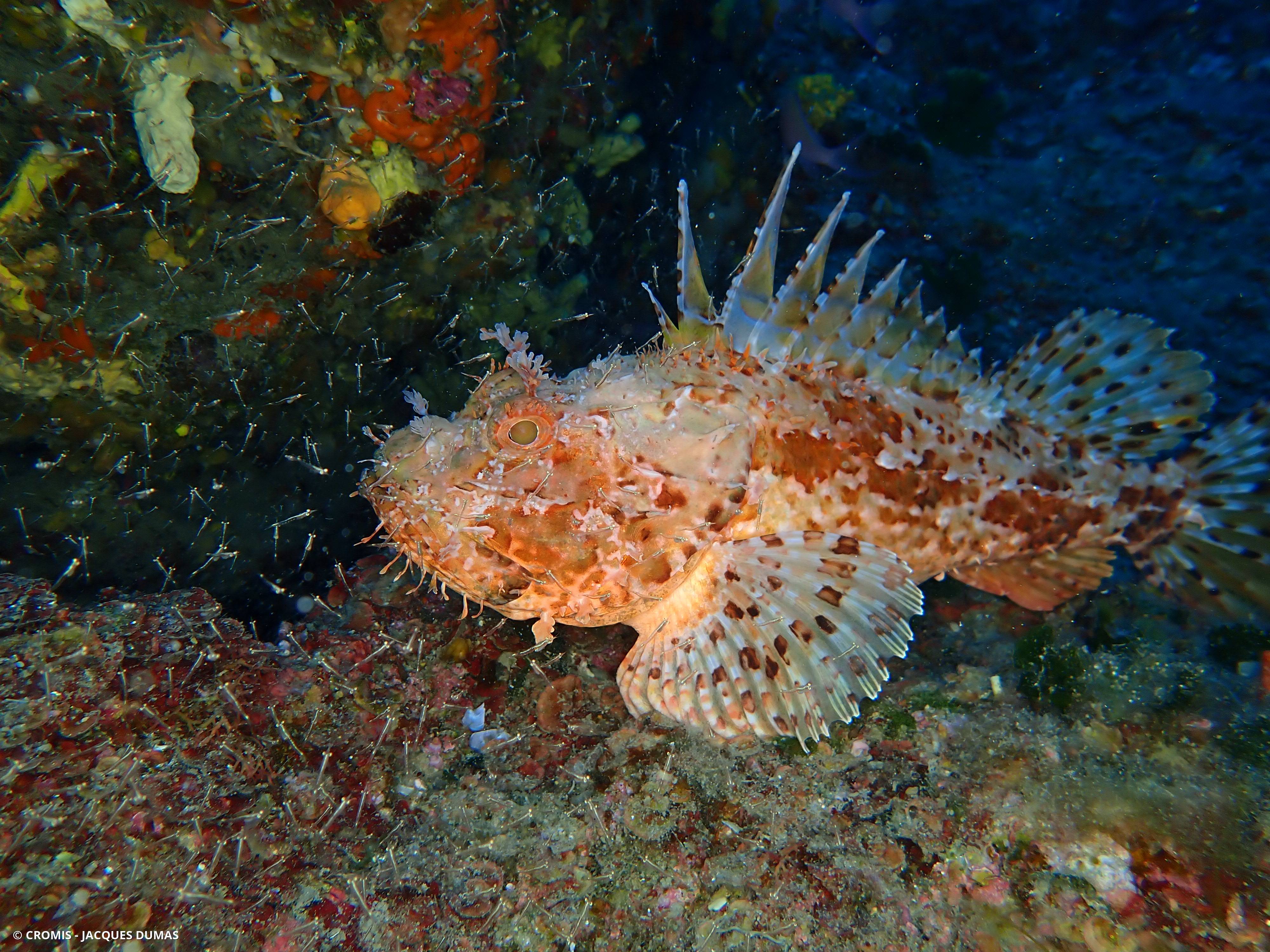 Leptomysis de Méditerranée