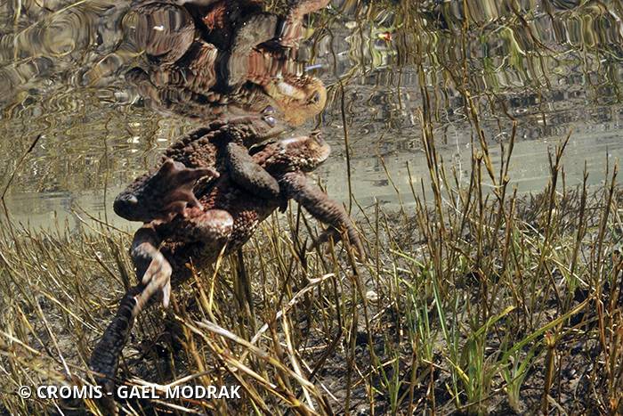 Crapaud commun