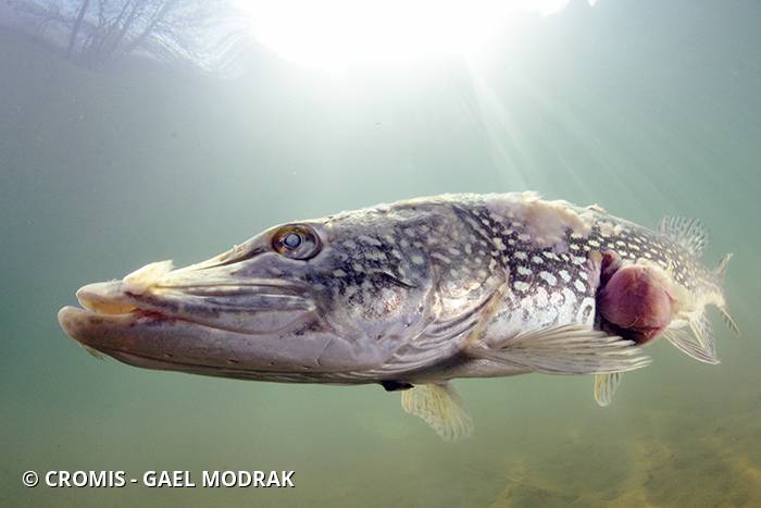 Brochet