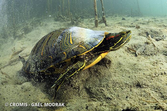 Tortue de Floride