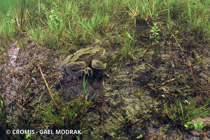 Crapaud commun