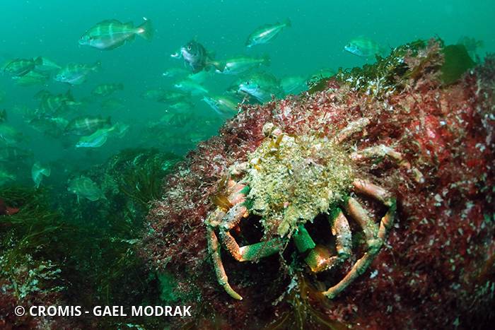 Araignée de mer Atlantique