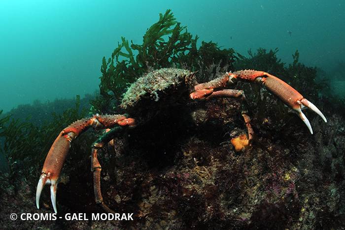 Araignée de mer Atlantique