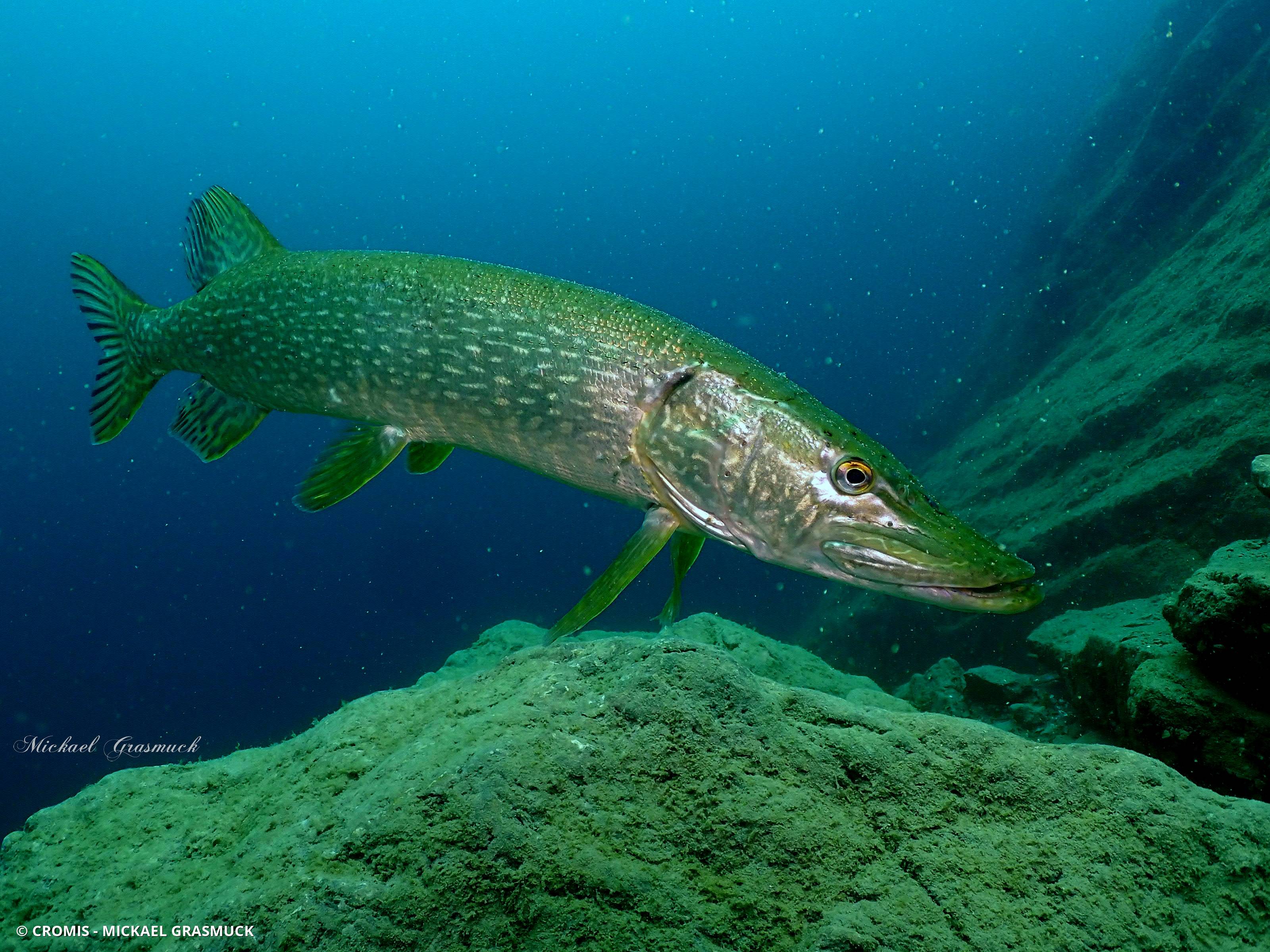 Brochet