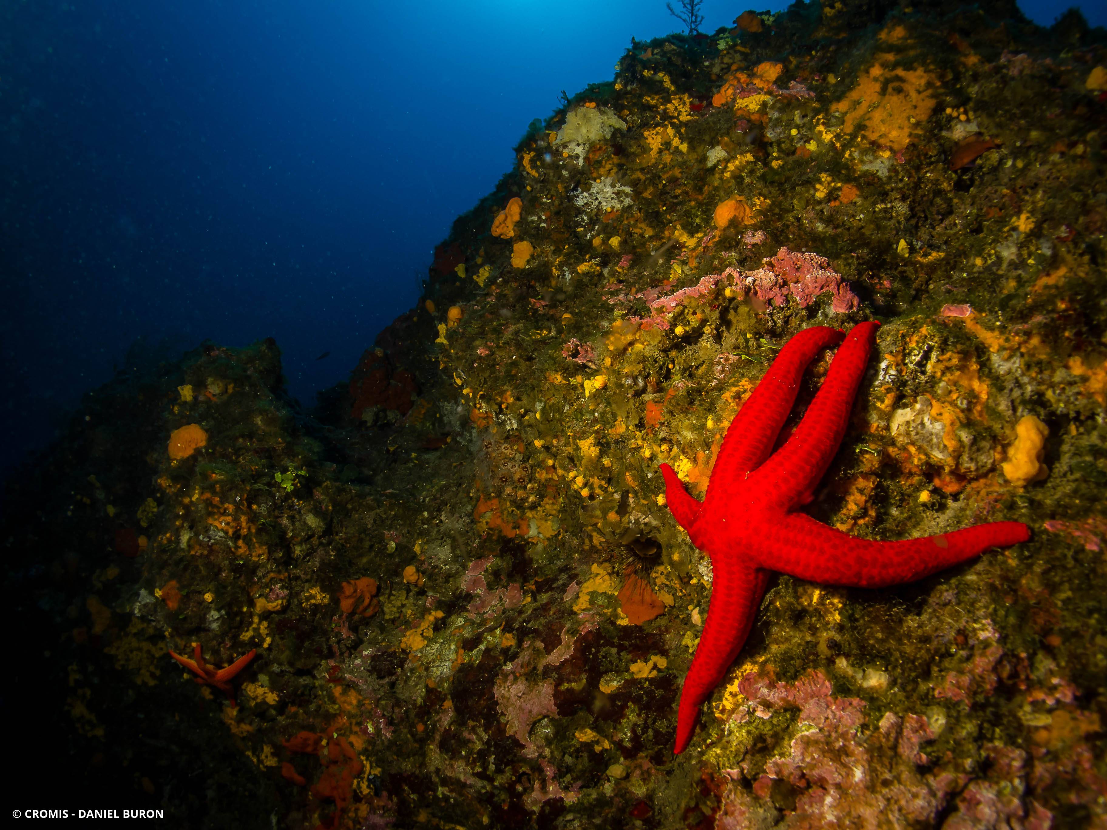 Etoile de mer lisse
