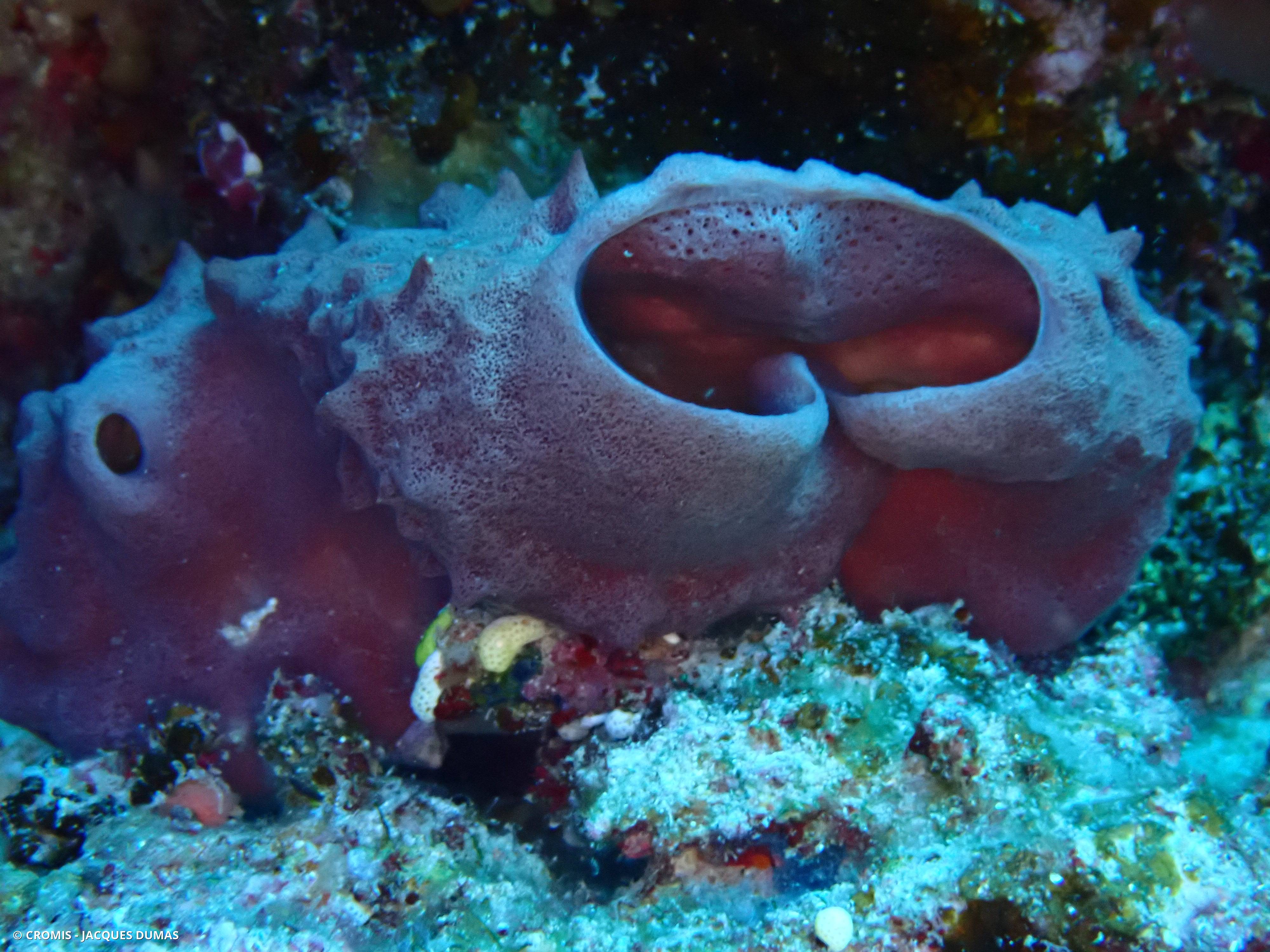 Eponge tubulaire de Mer Rouge