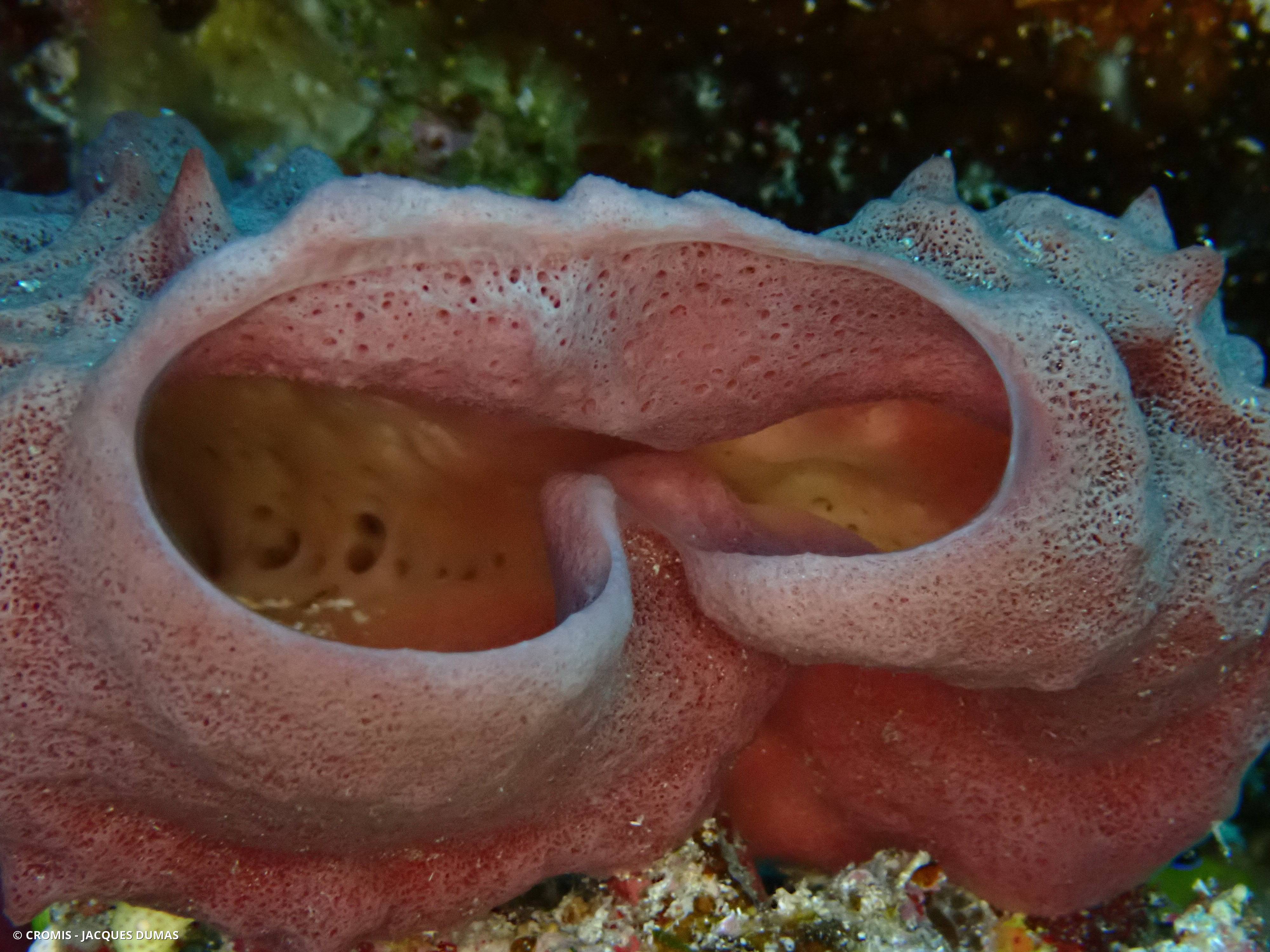 Eponge tubulaire de Mer Rouge