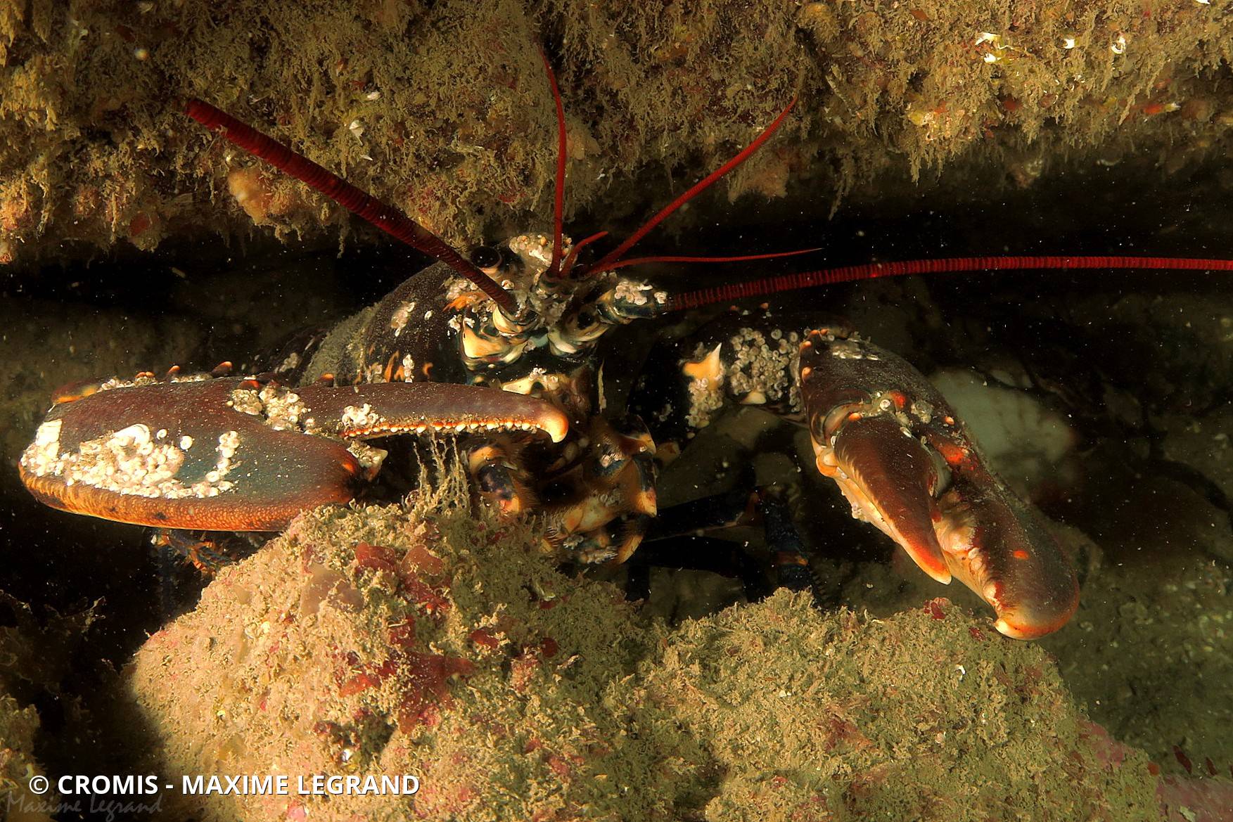 Homard européen