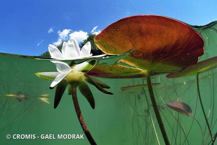 Nénuphar blanc