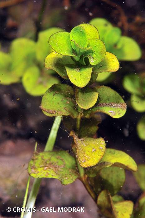 Menthe aquatique
