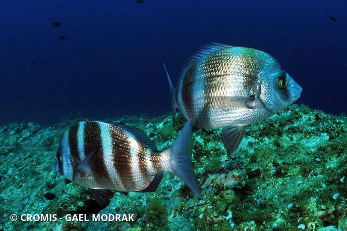 Sar tambour