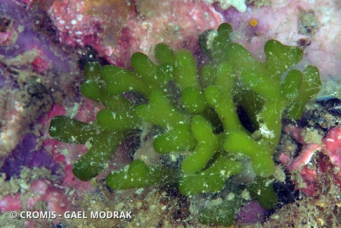 Codium fragile