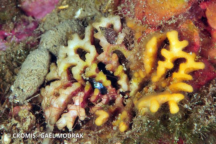 Frondipore verruqueux