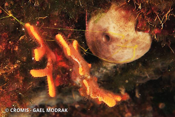 Bryozoaire bois de cerf