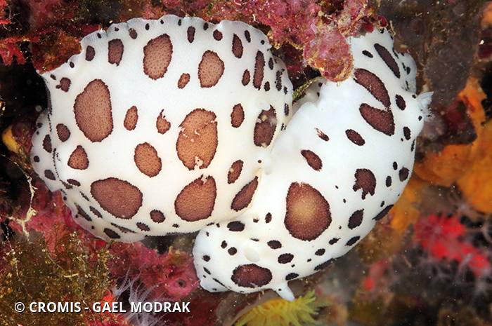 Doris dalmatienne