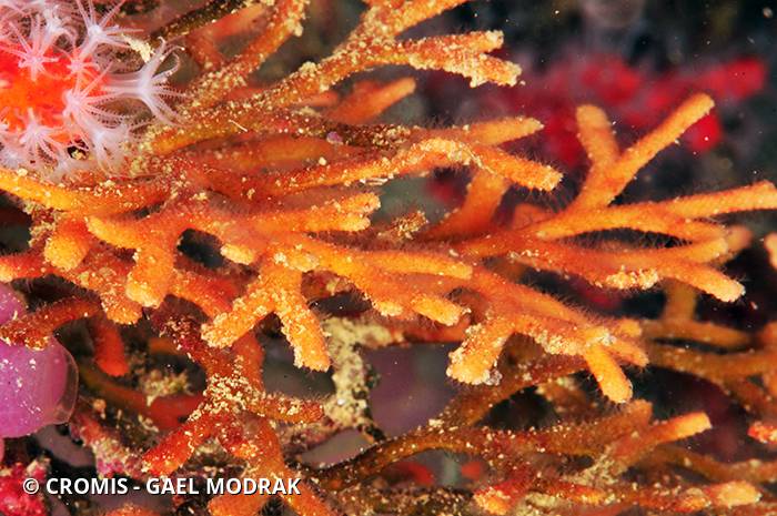 Bryozoaire bois de cerf