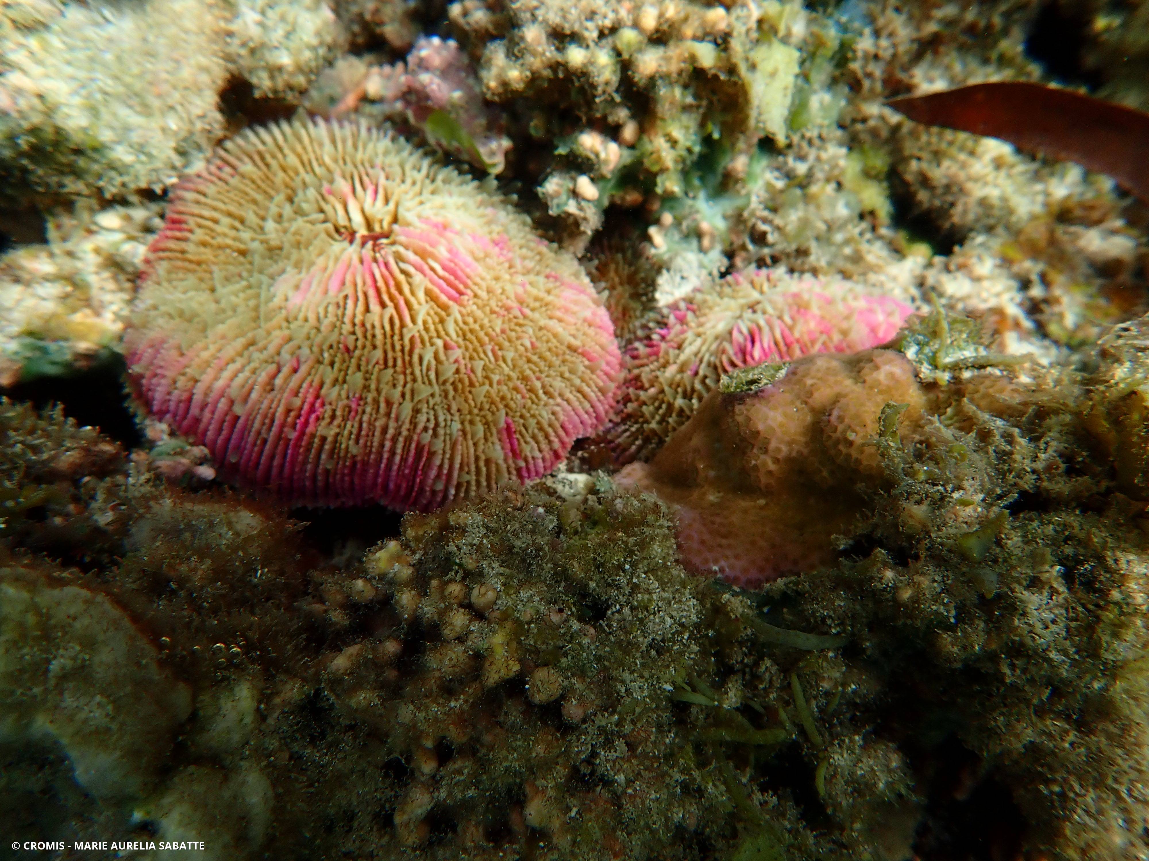Corail champignon coloré