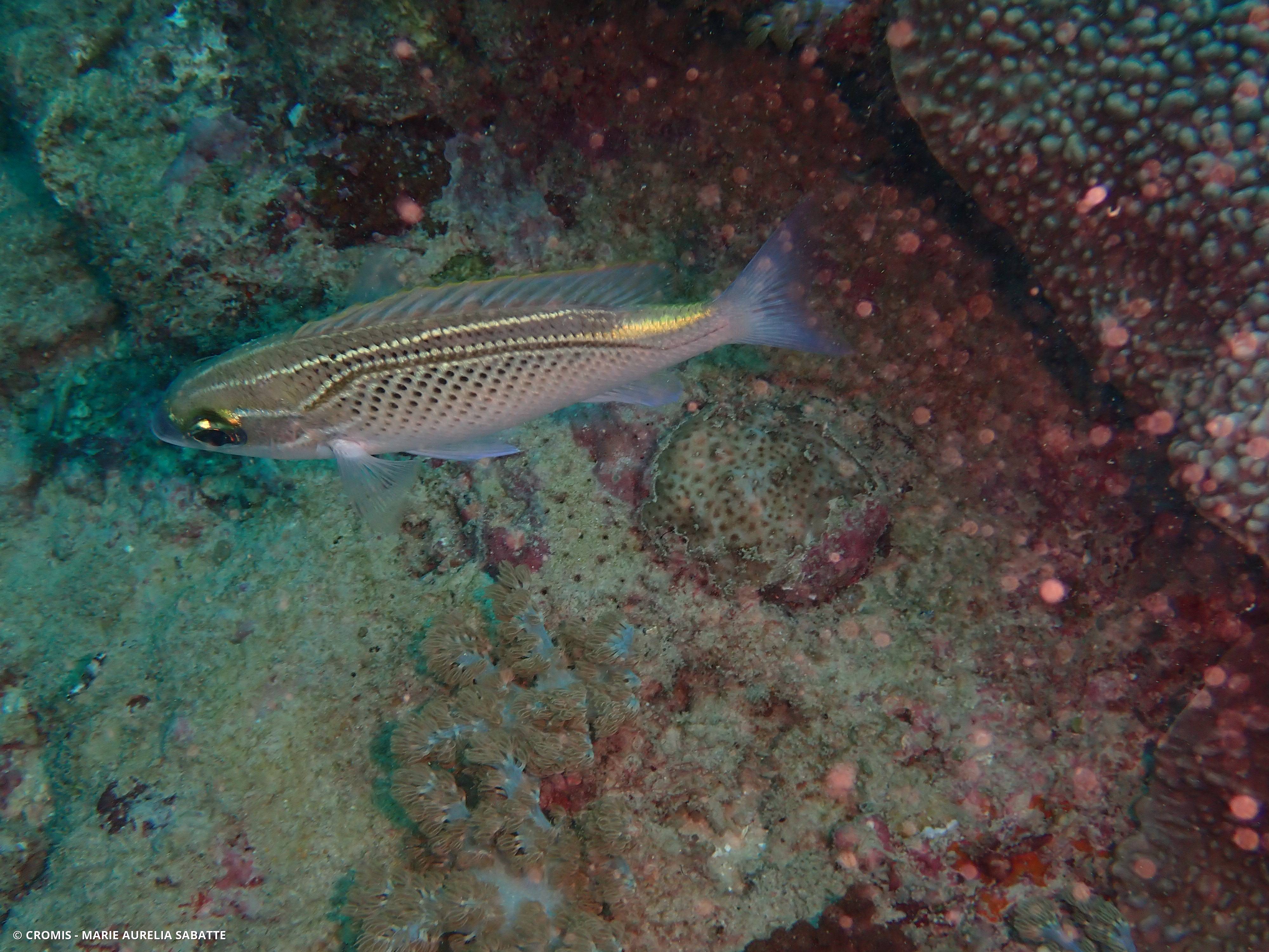Scolopsis arabe
