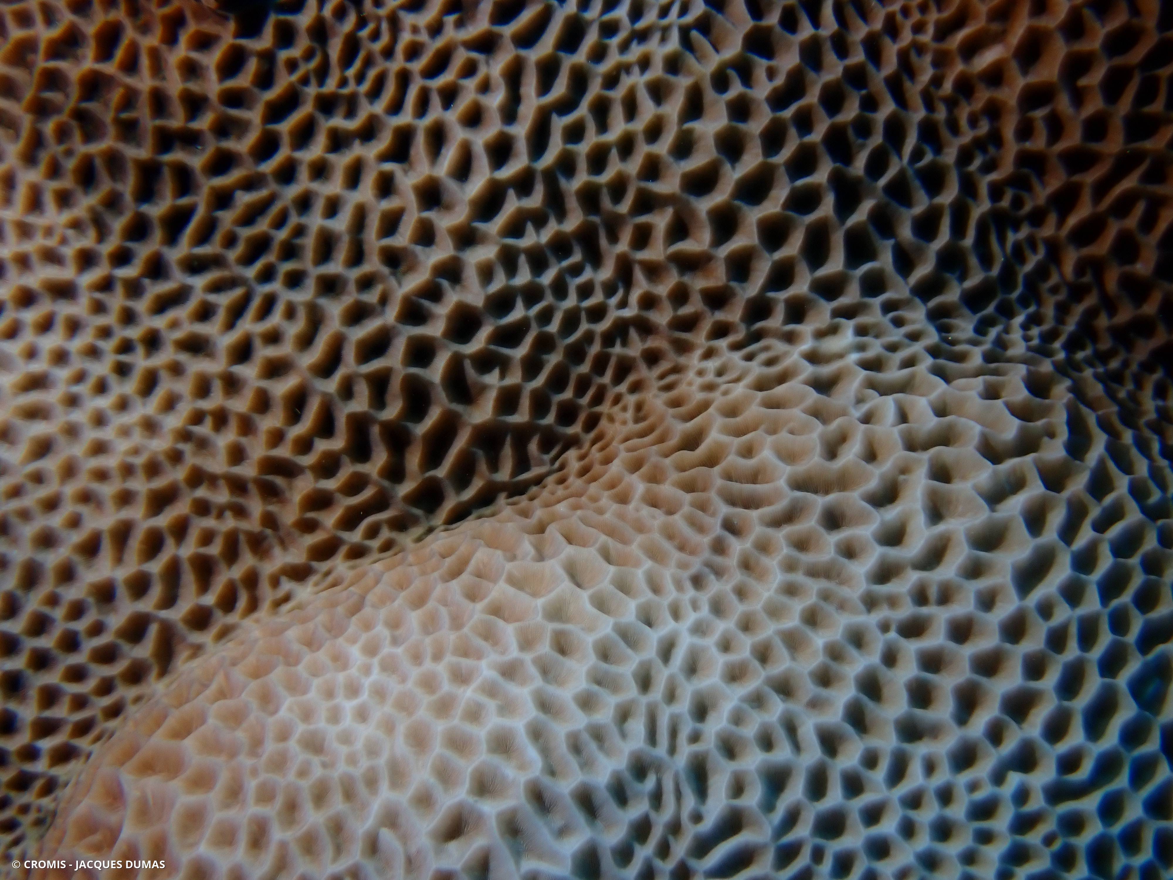 Corail d'Edwards