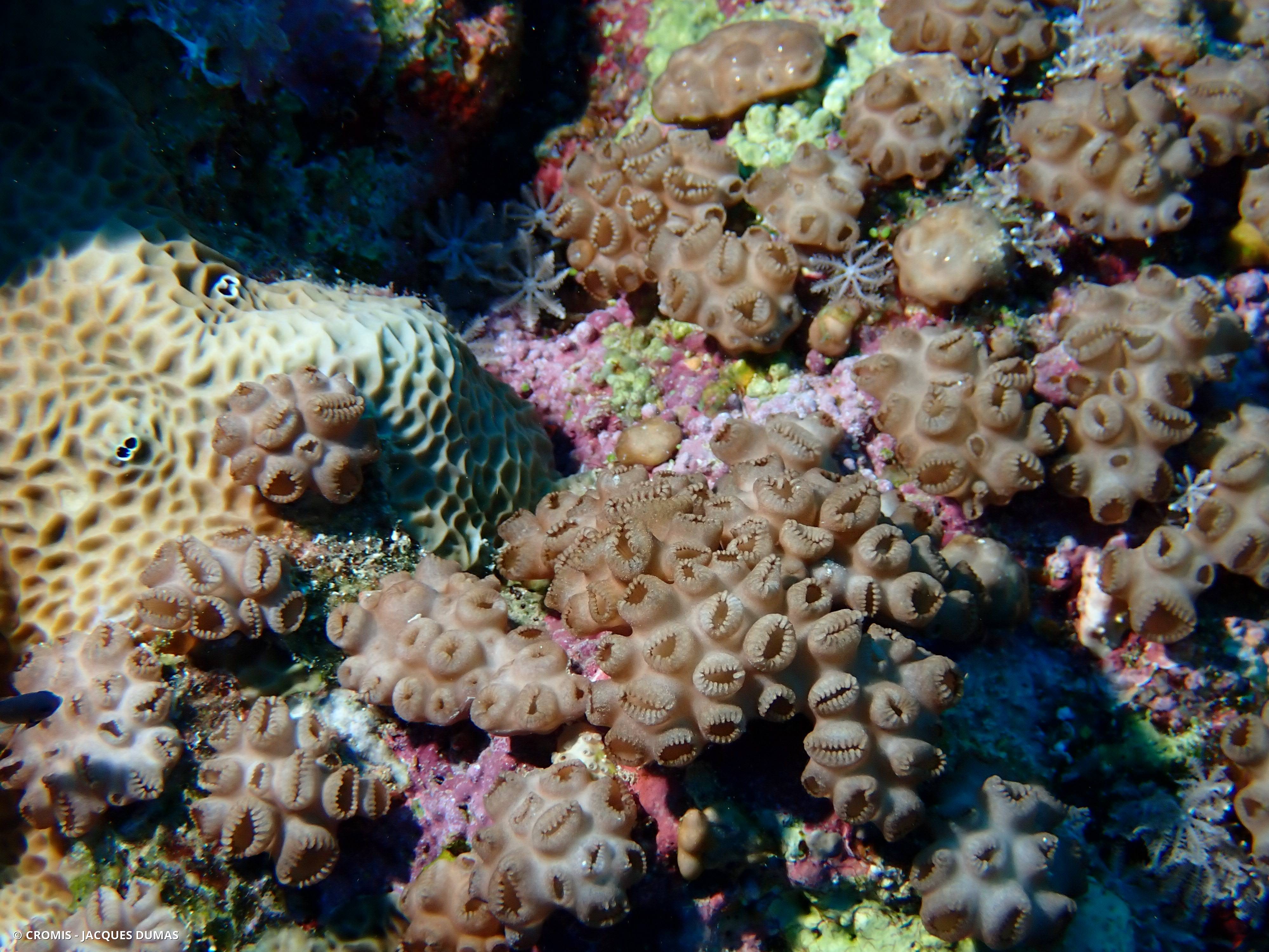 Zoanthaire tuberculé