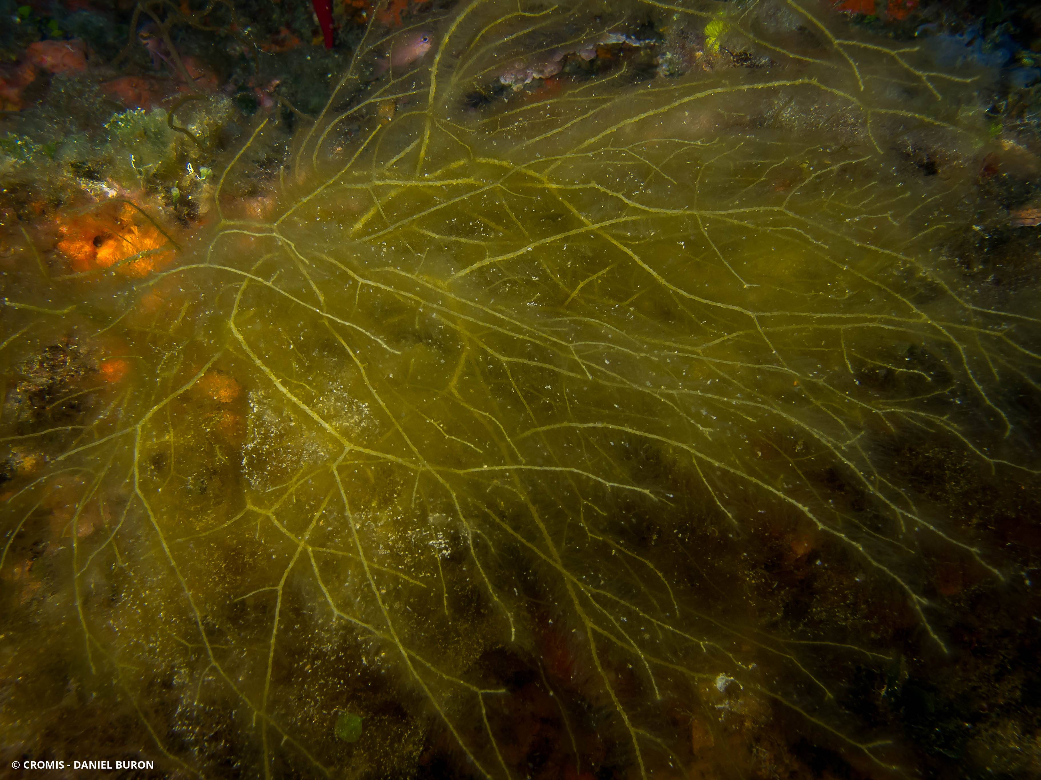 Nereia filiforme