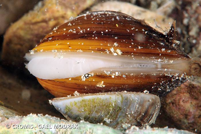 Corbicule asiatique