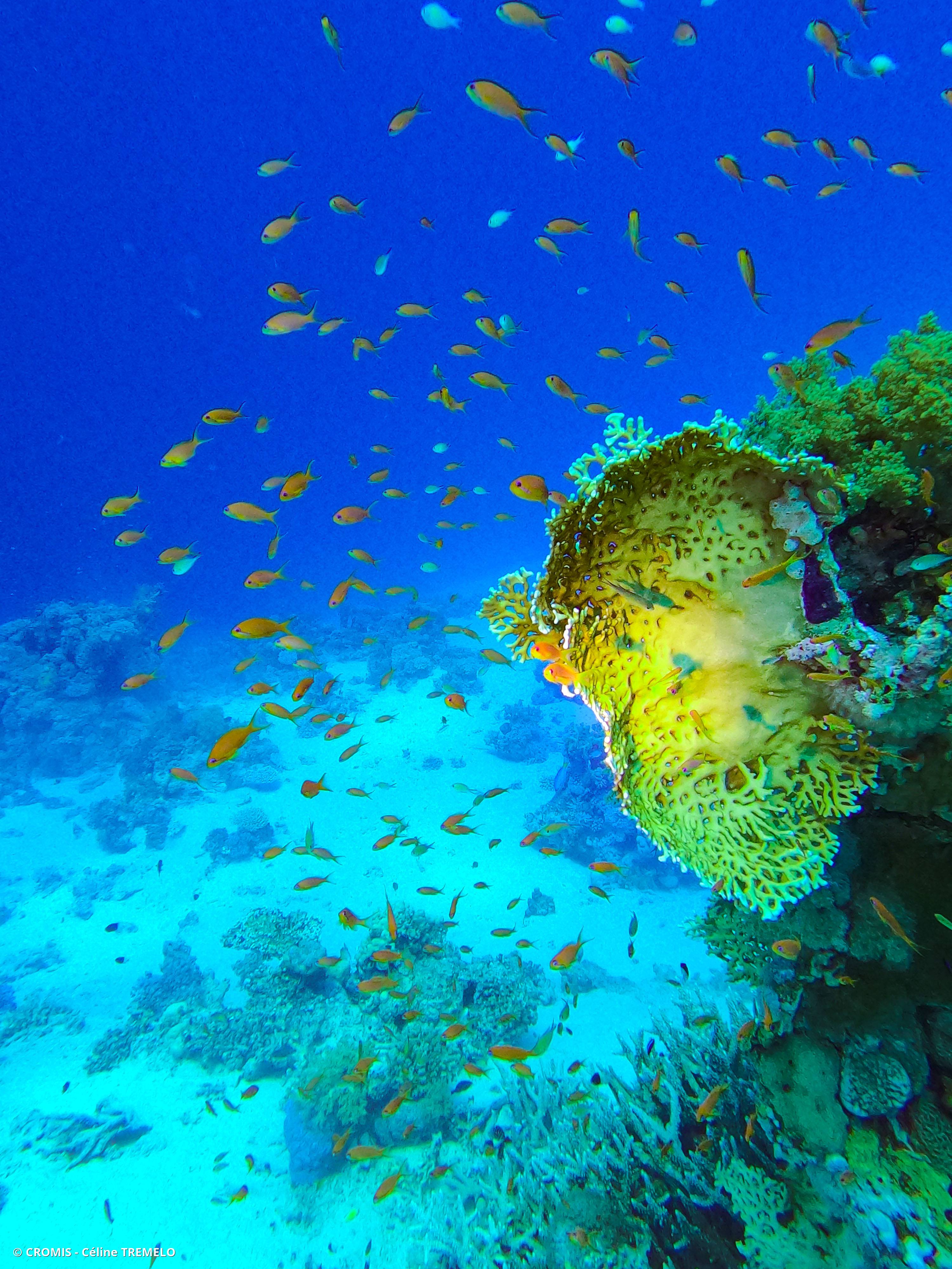 Corail de feu en plaques des Caraïbes
