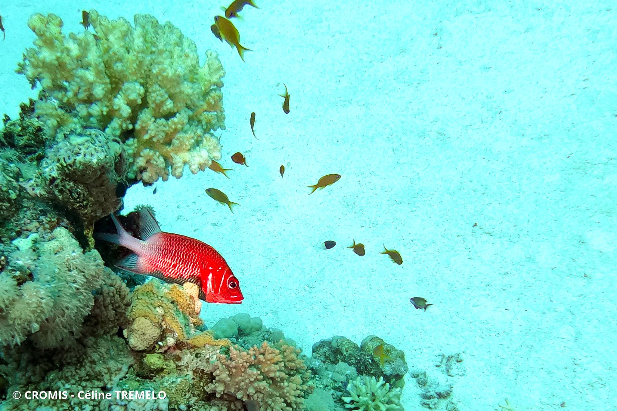 Poisson-écureuil tahitien