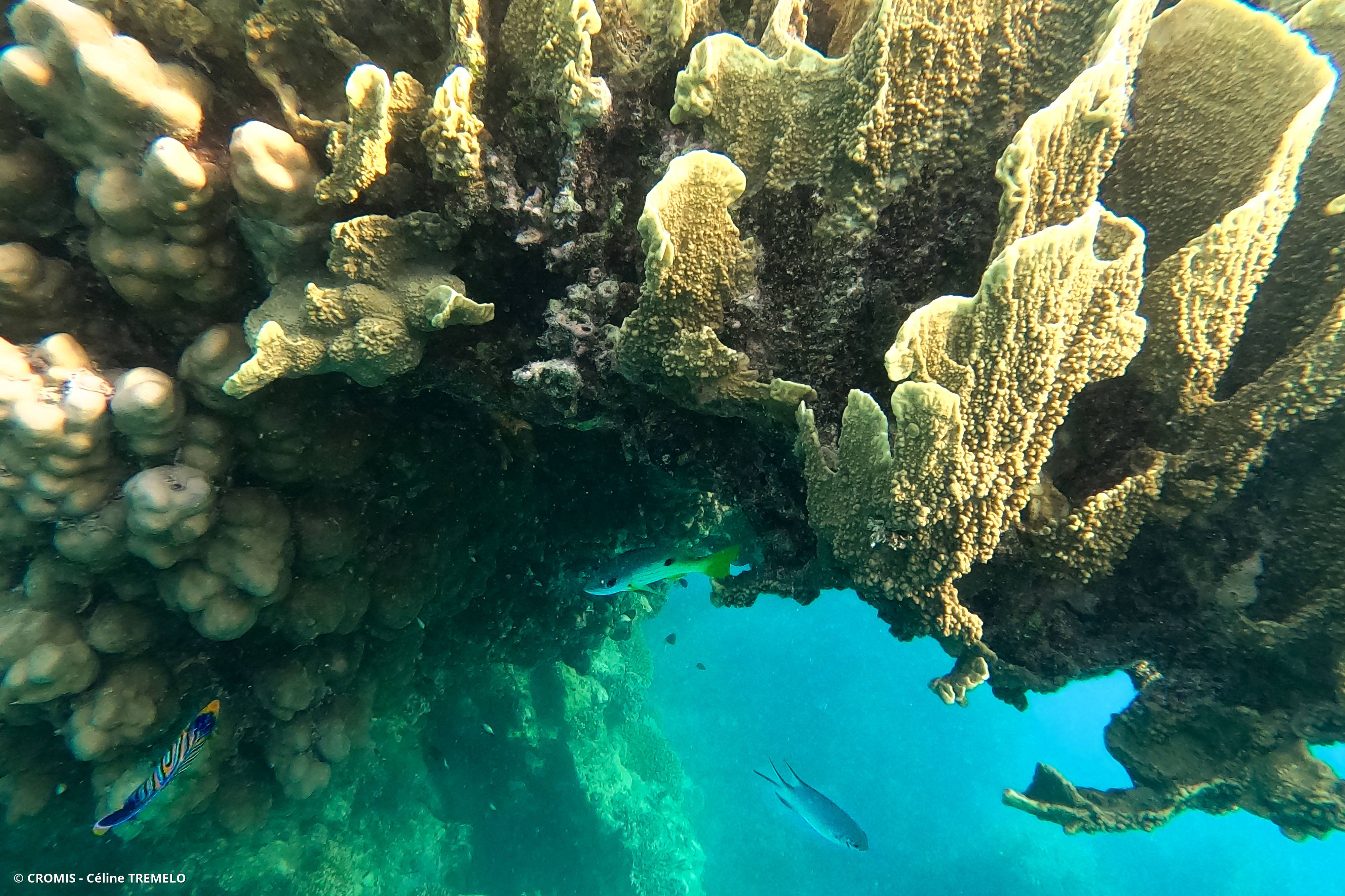 Corail de feu en plaques des Caraïbes