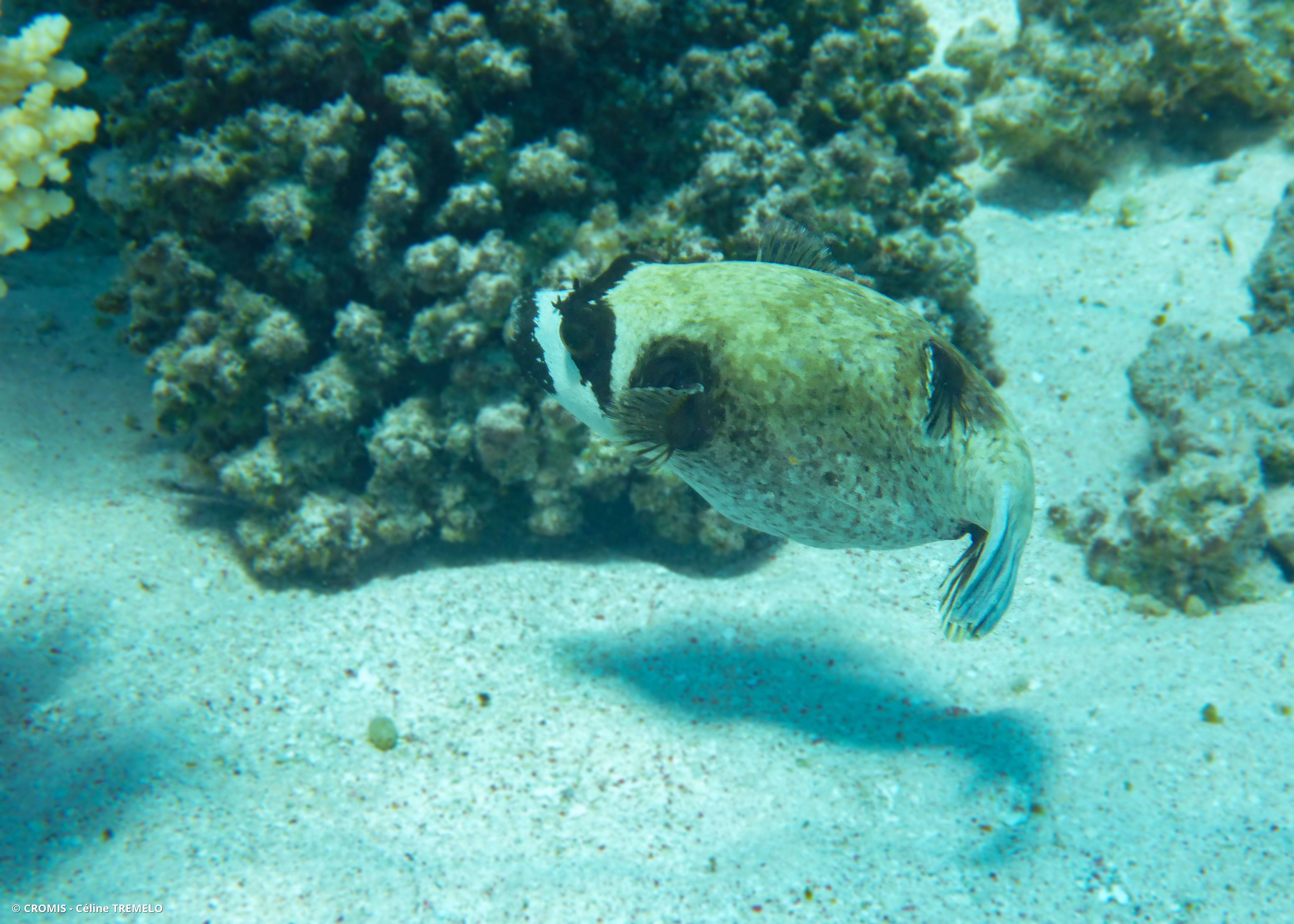 Poisson-ballon masqué
