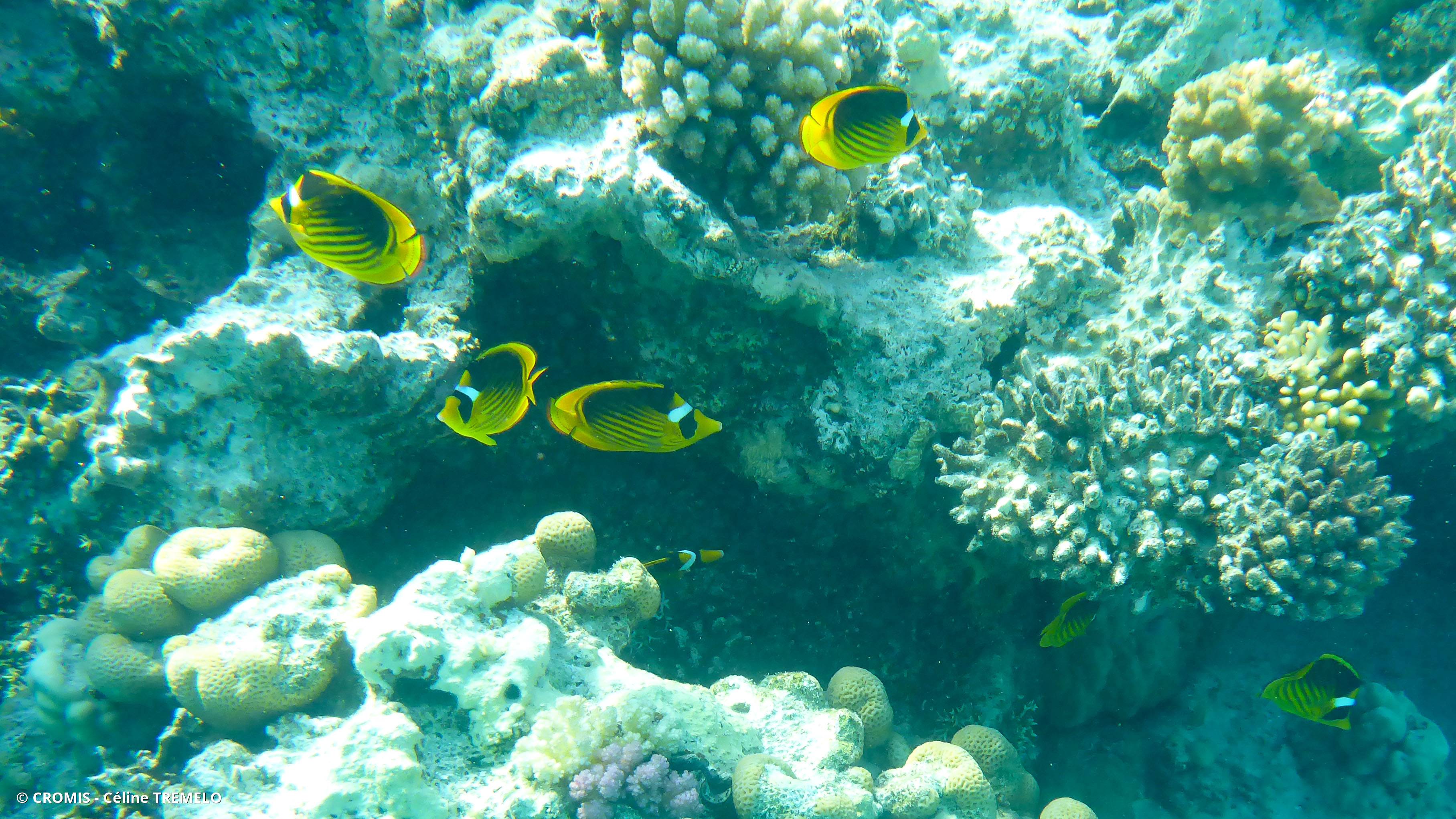 Poisson-papillon raton laveur