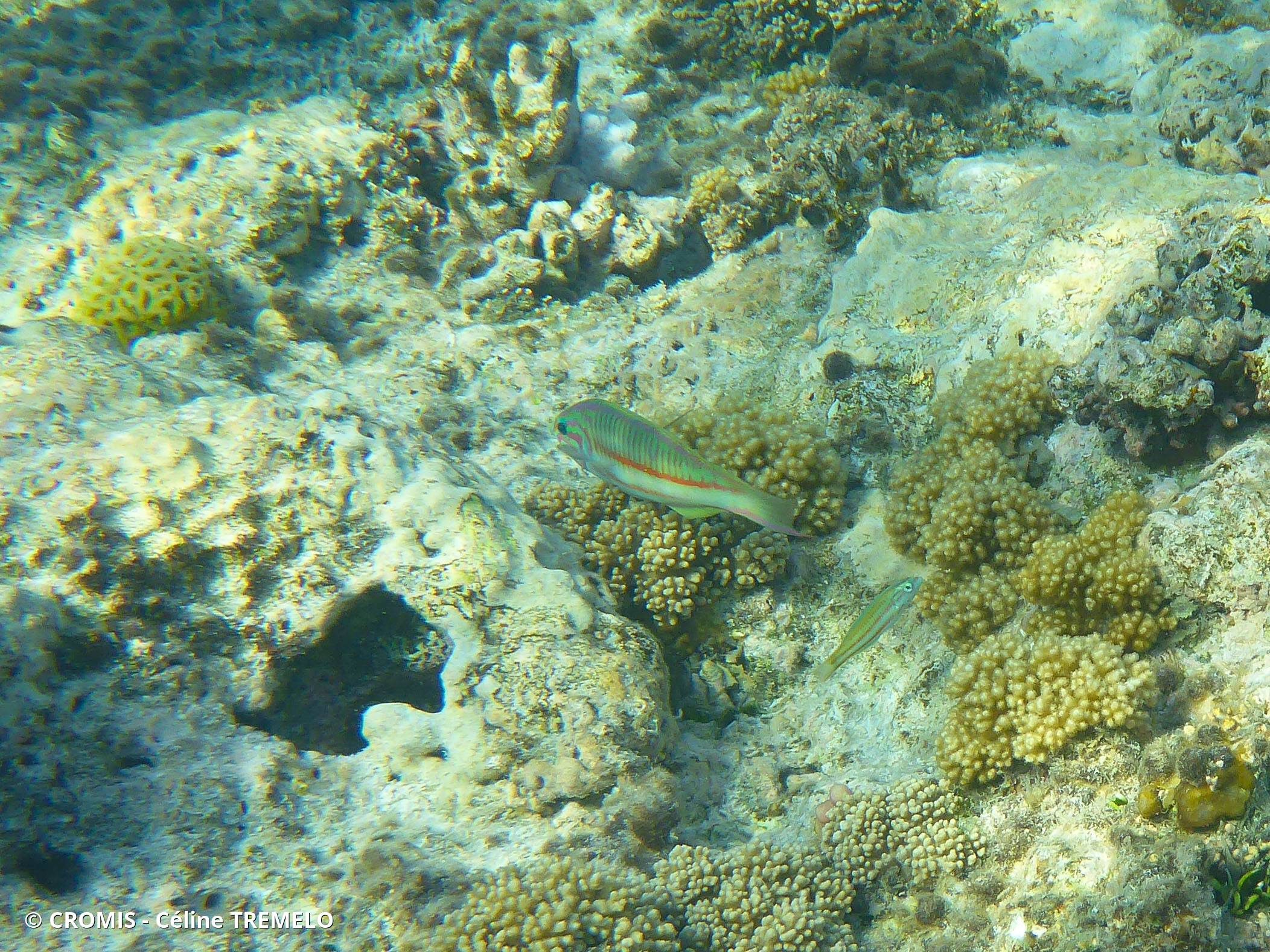 Girelle paon de Mer Rouge
