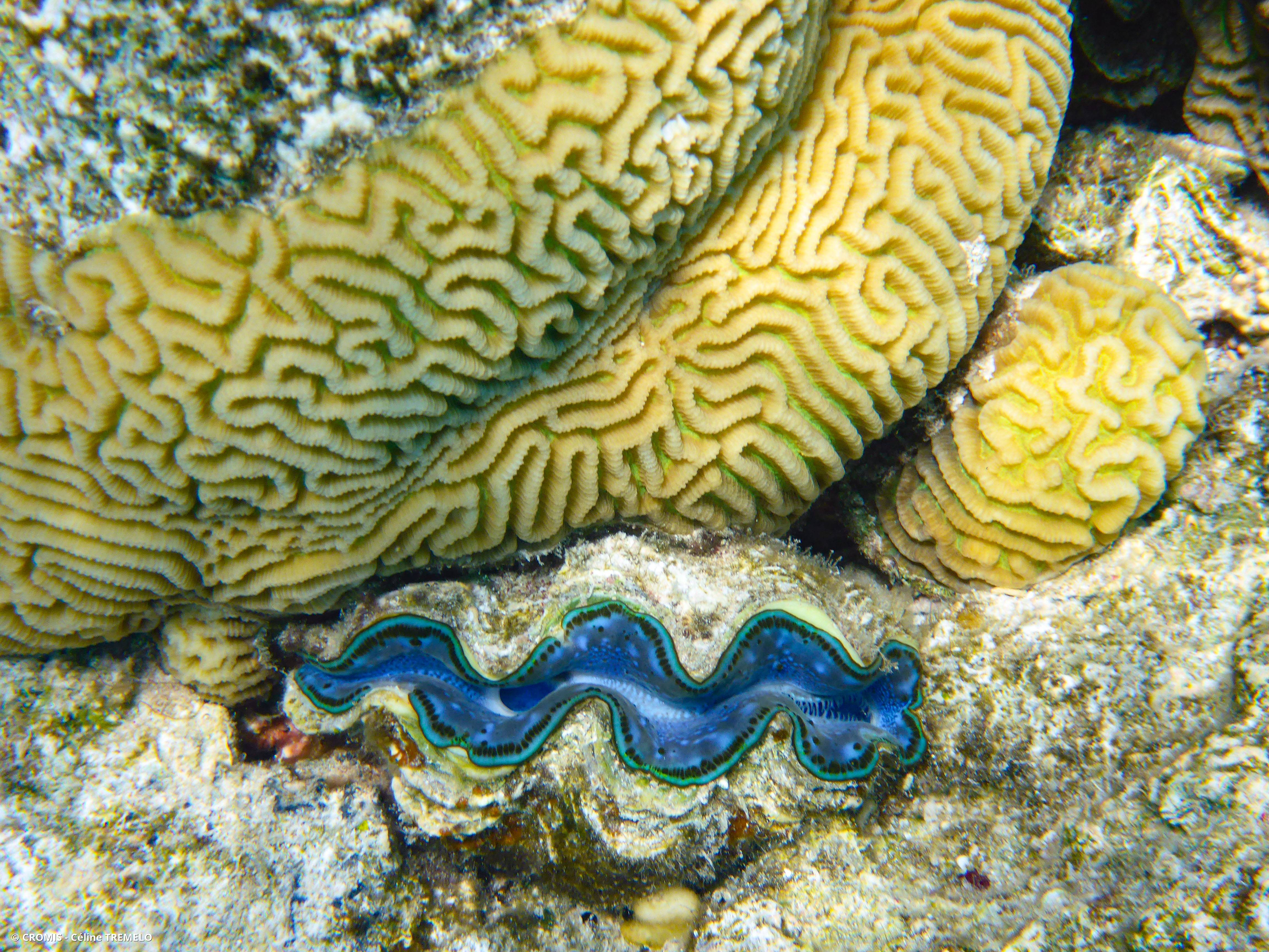 Corail cerveau chinois