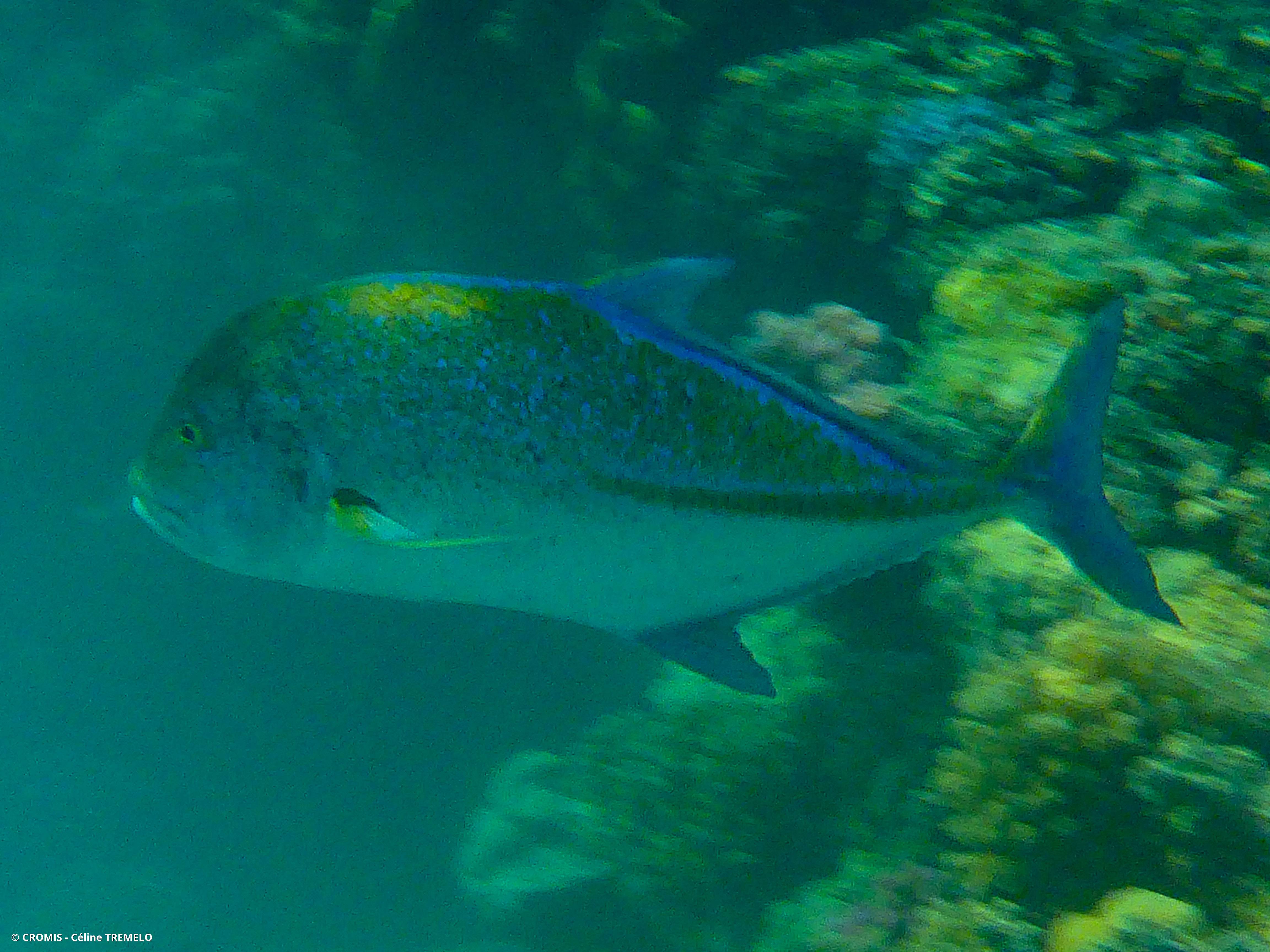 Carangue bleue