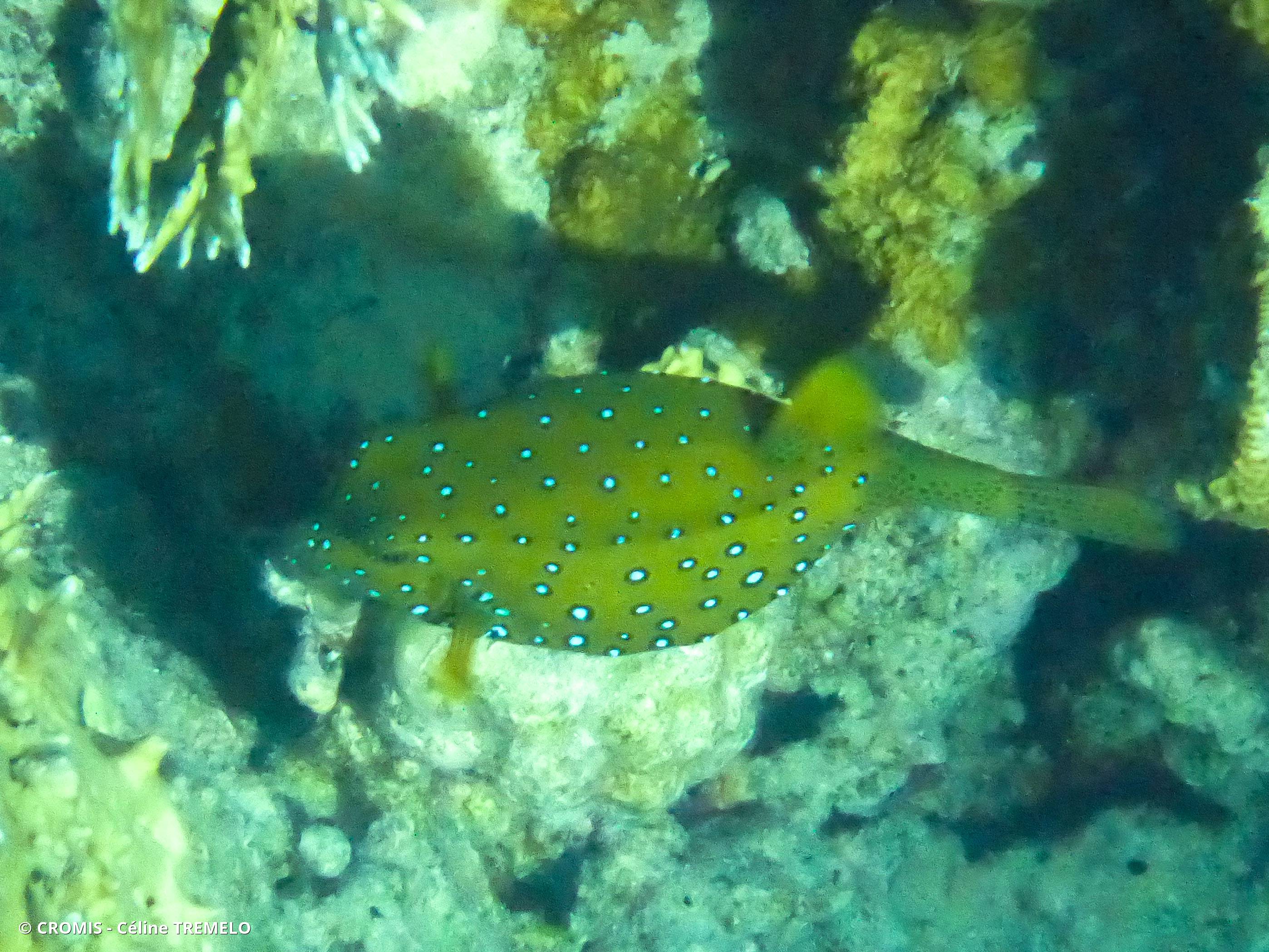Poisson-coffre jaune