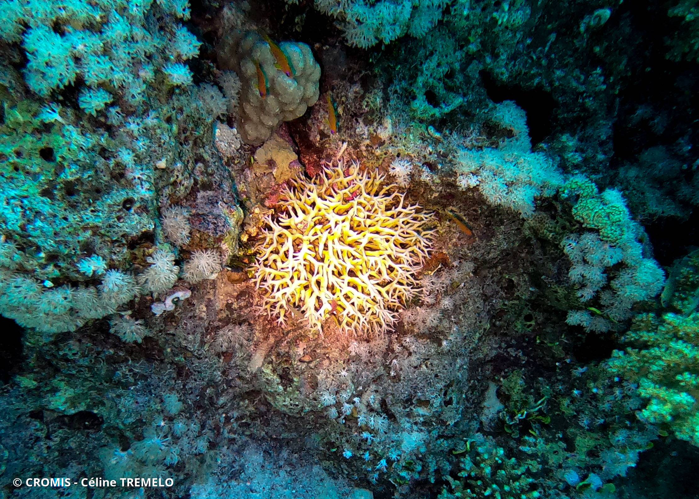 Corail aiguille