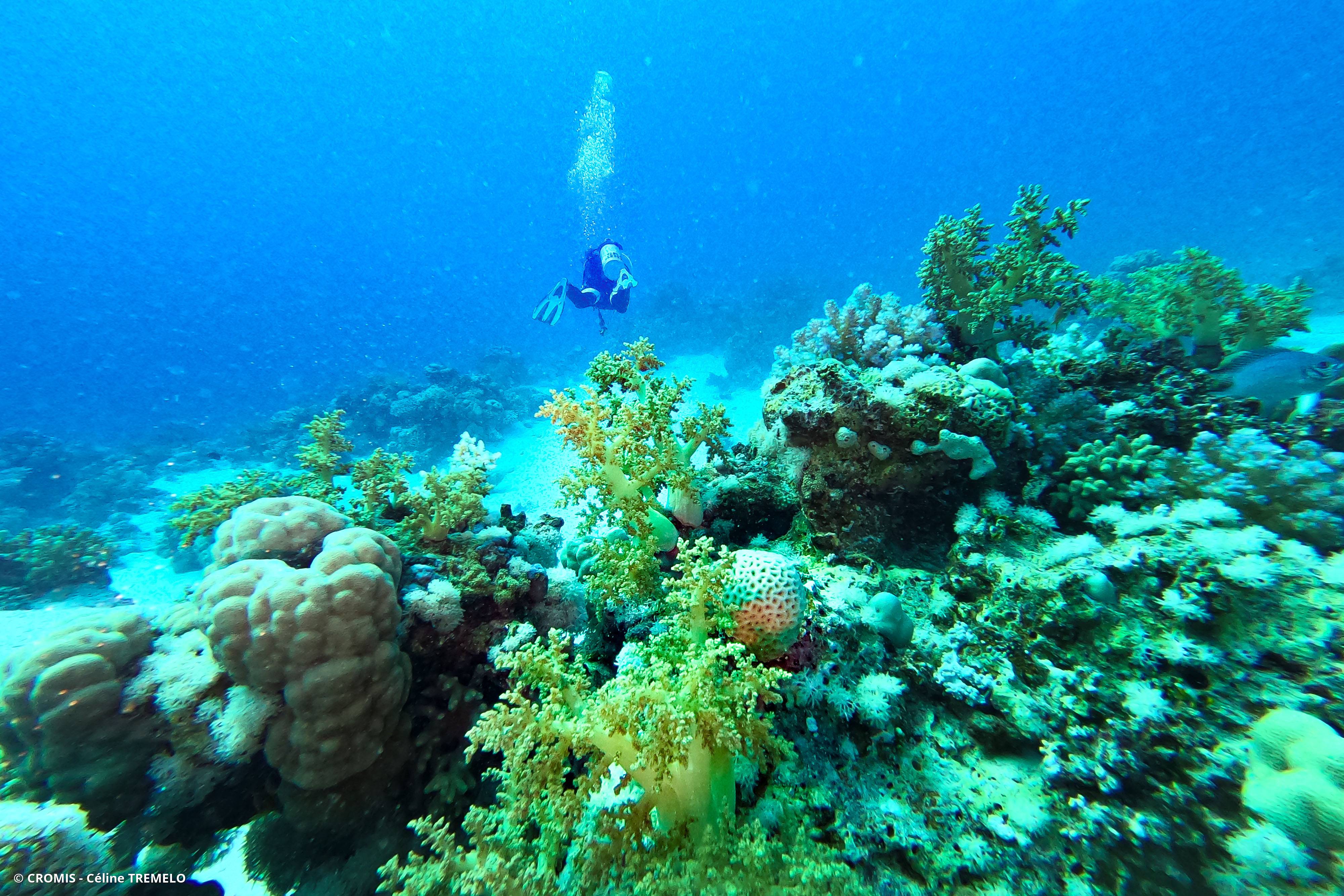 Alcyonaire arborescent
