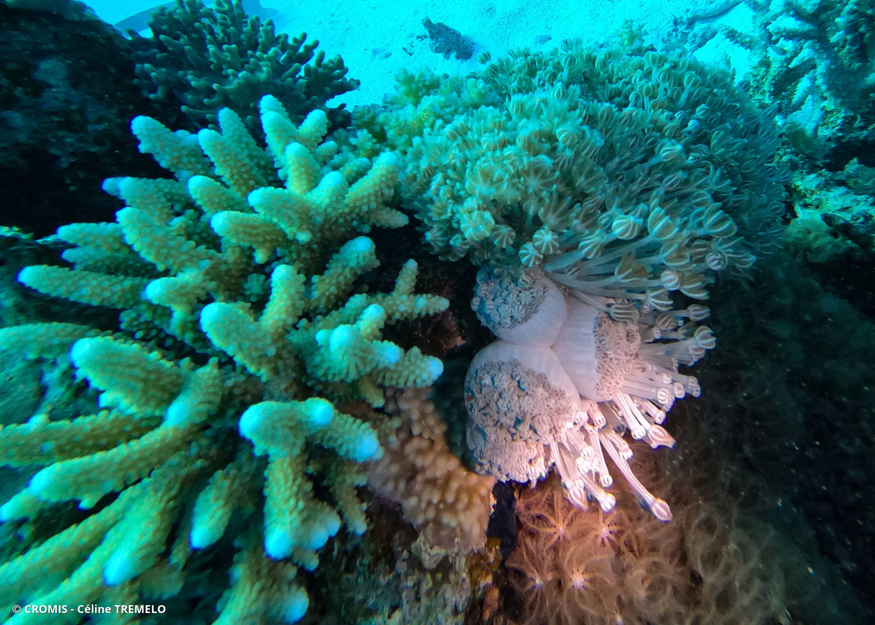 Corail plume d'autruche