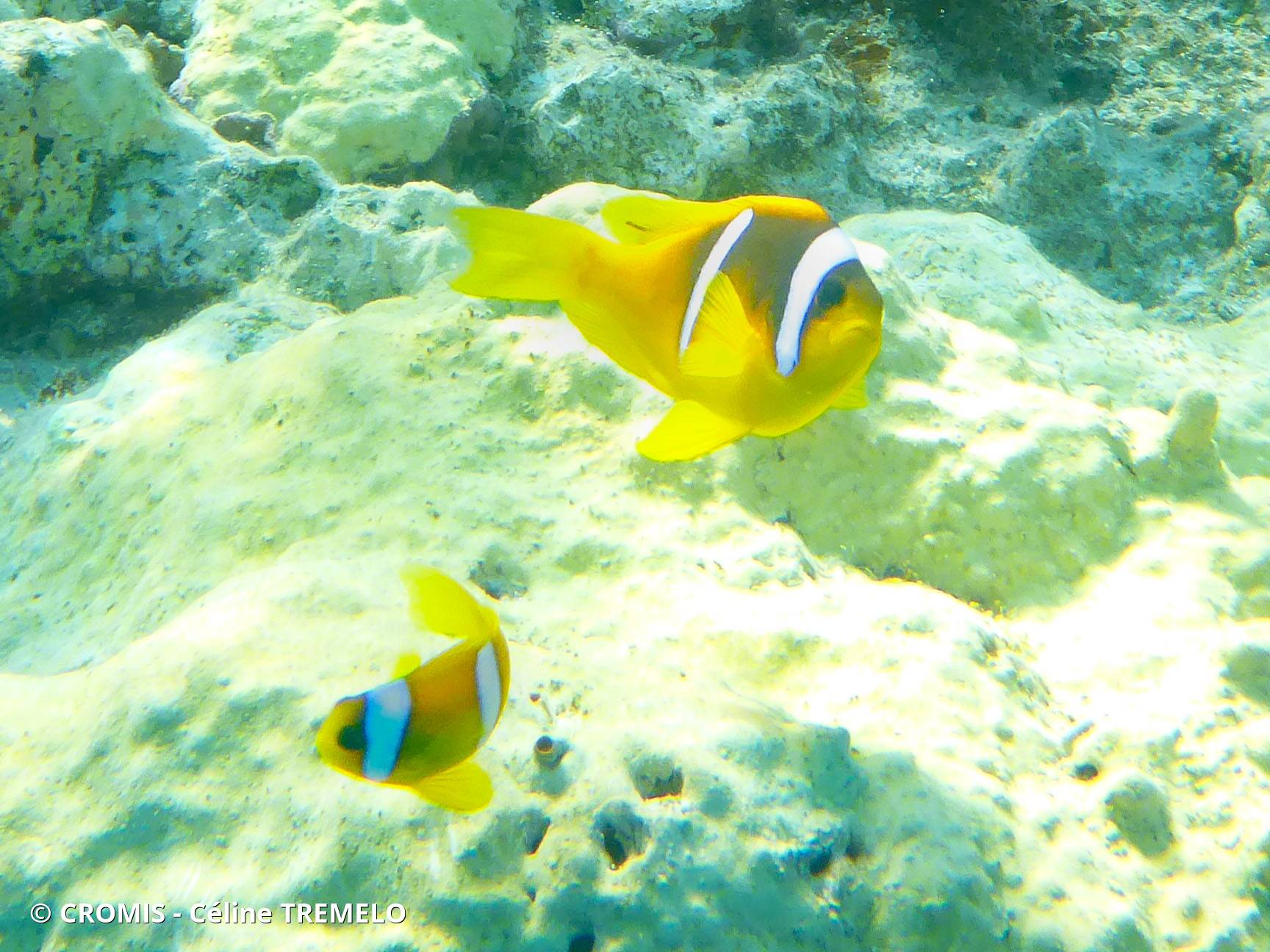 Poisson-clown à deux bandes