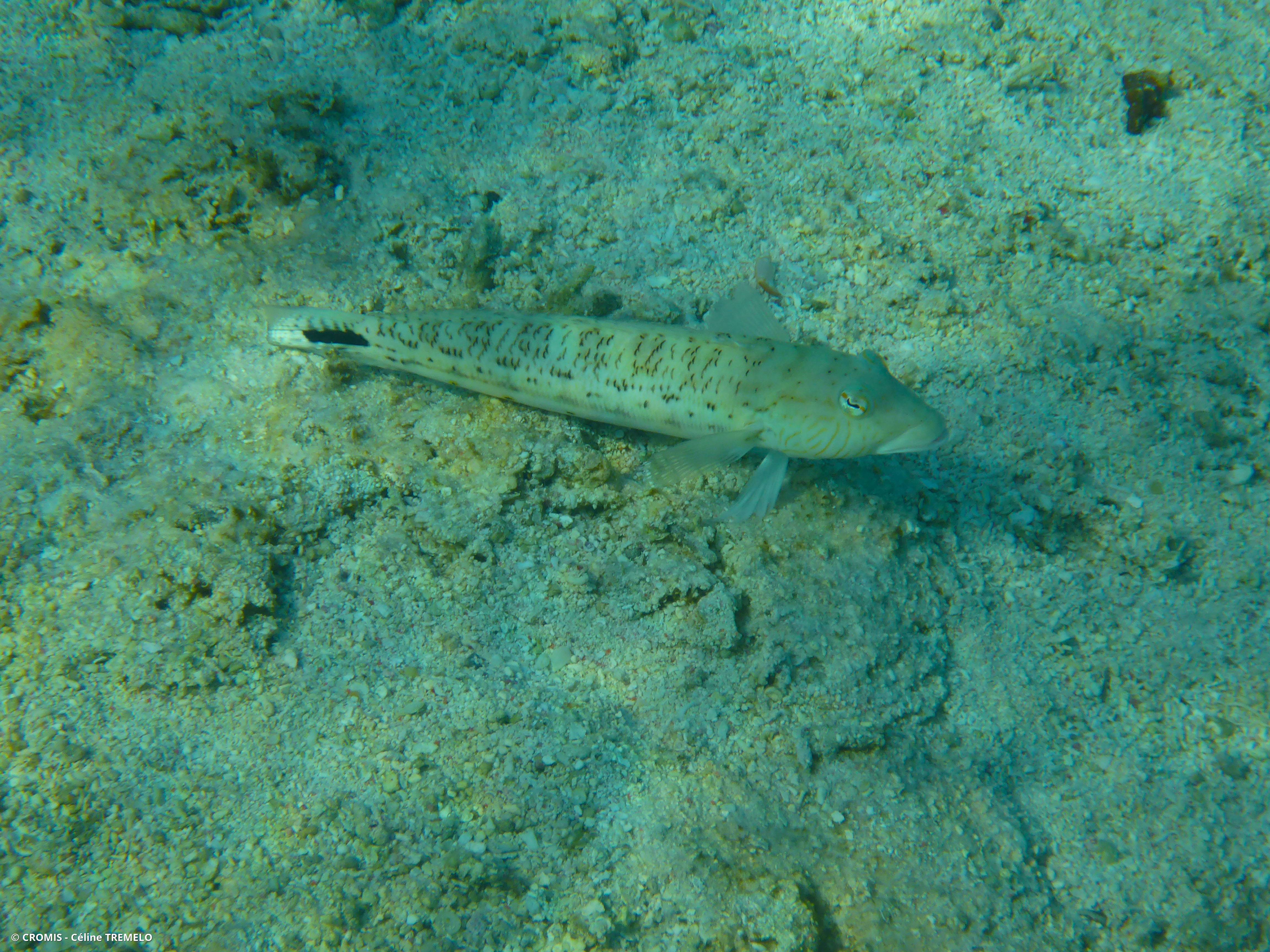 Pintade de mer
