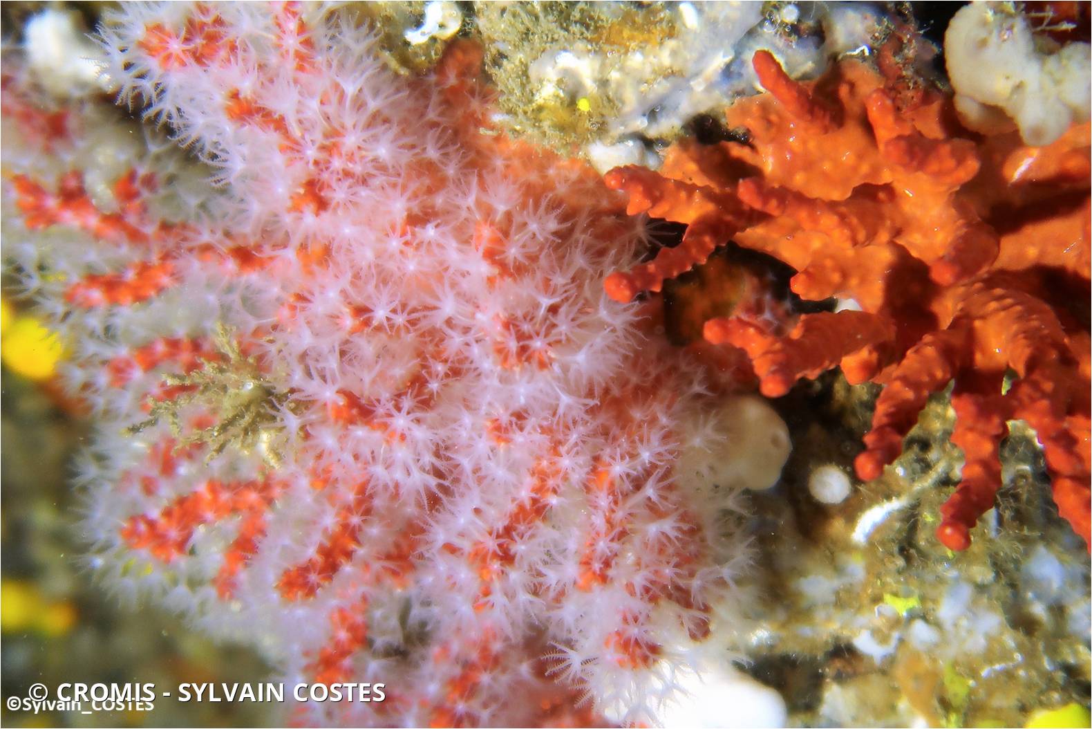 Corail rouge de Méditerranée