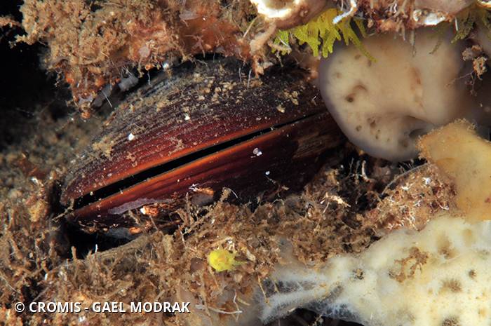 Datte de mer