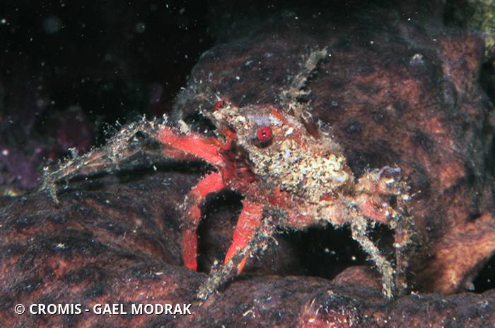 Araignée de mer ridée