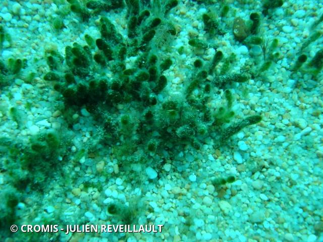 Dasyclade vermiforme