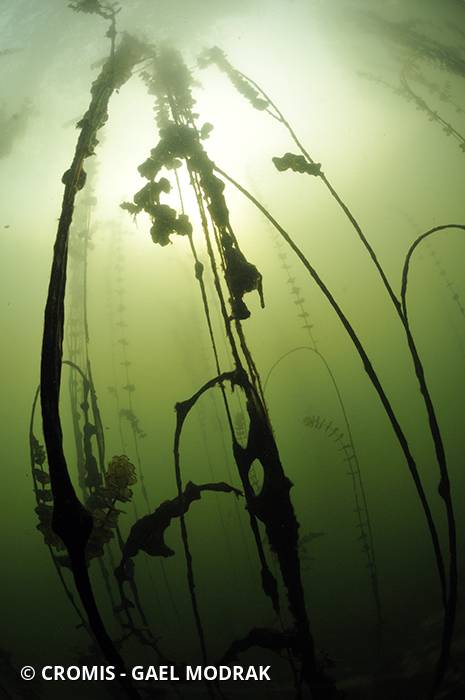 Myriophylle