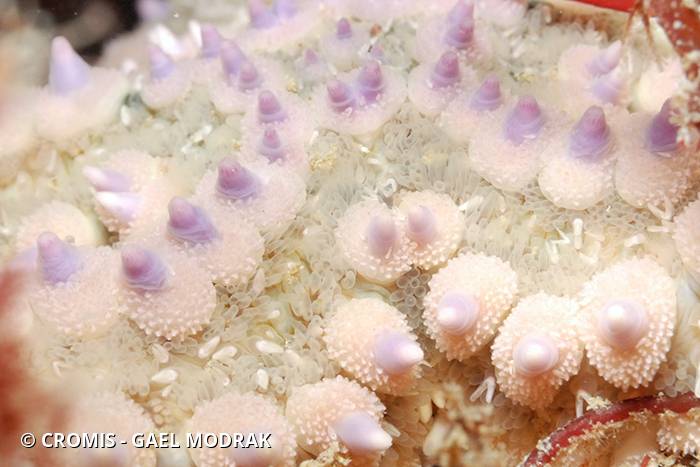 Etoile de mer glaciaire
