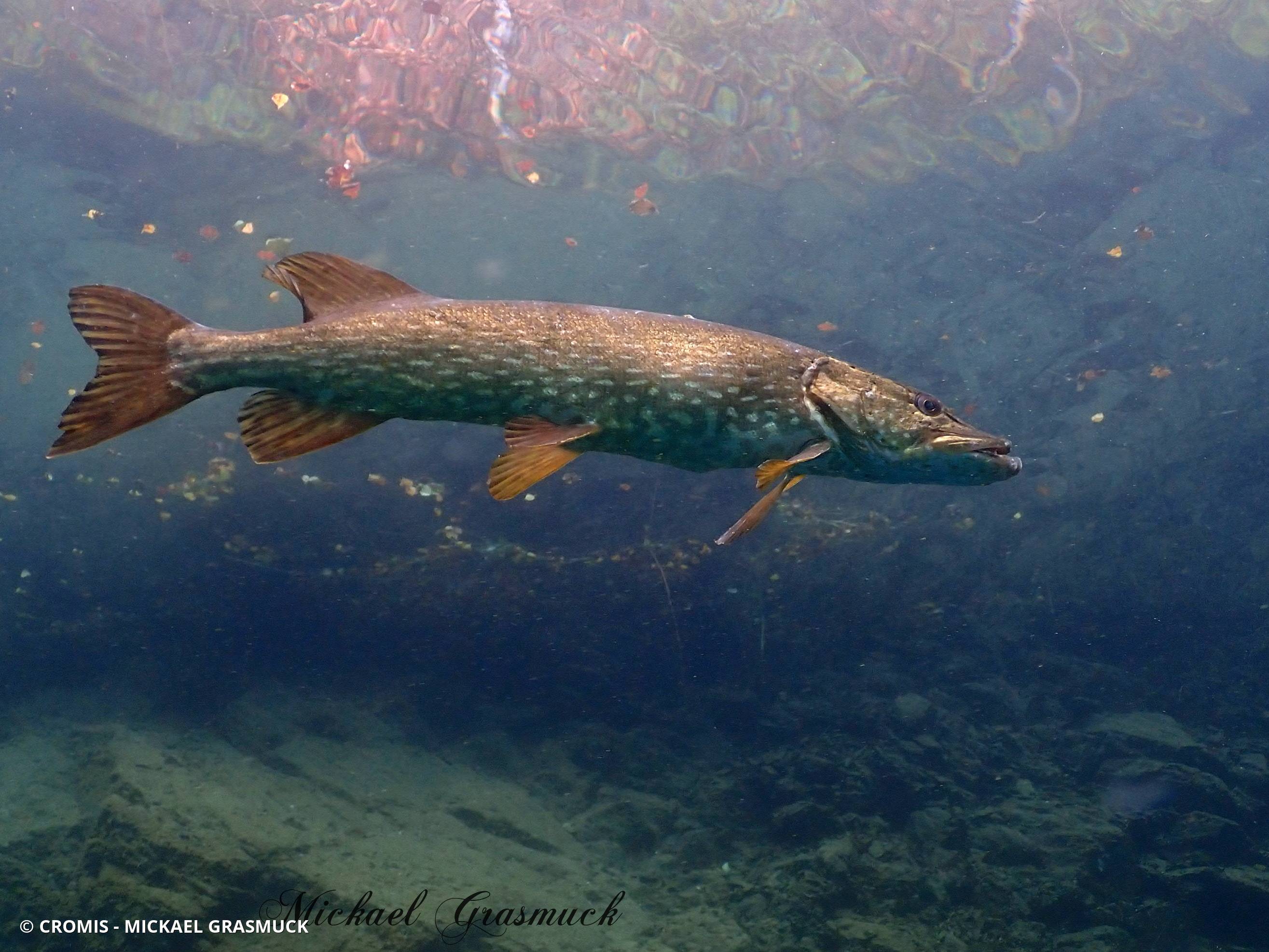 Brochet