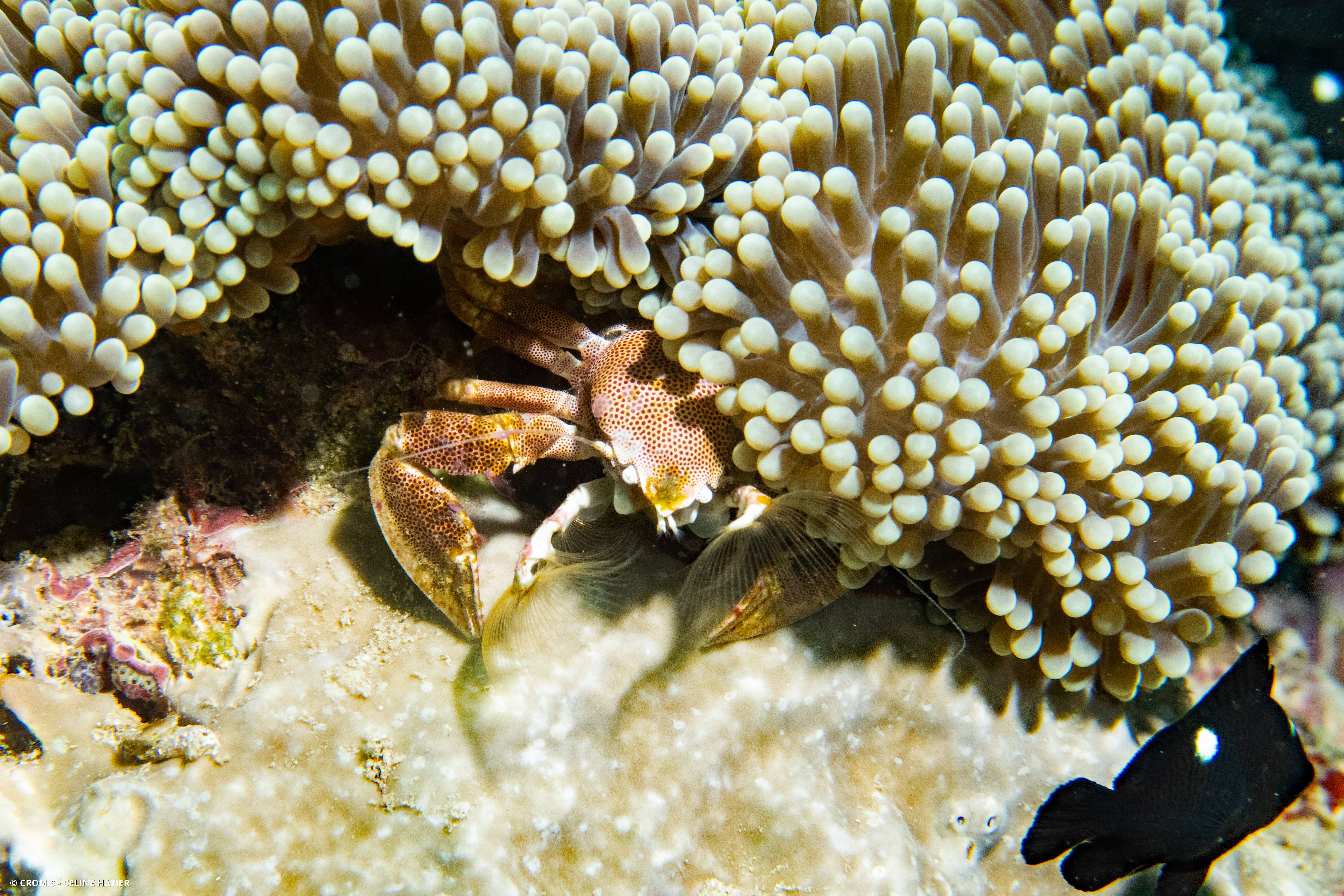 Crabe porcelaine